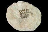Cretaceous Pycnodont (Phacodus) Tooth Plate - Morocco #156447-1
